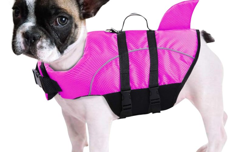Dog in pink life swim vest